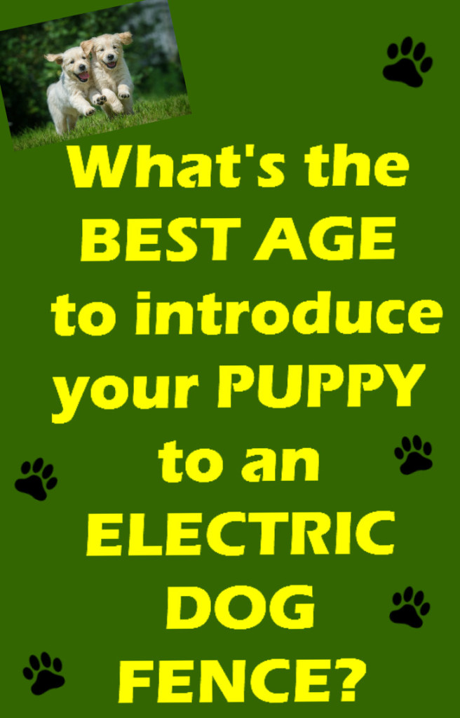 Electric Dog Fences and Puppies What Age Is Best?